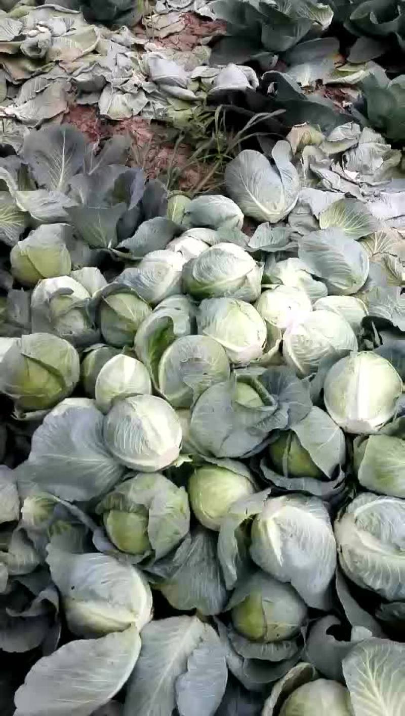 精品小铁头园菜