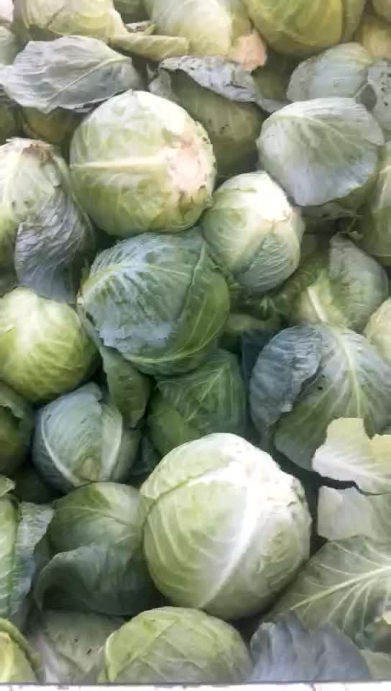 精品小铁头园菜