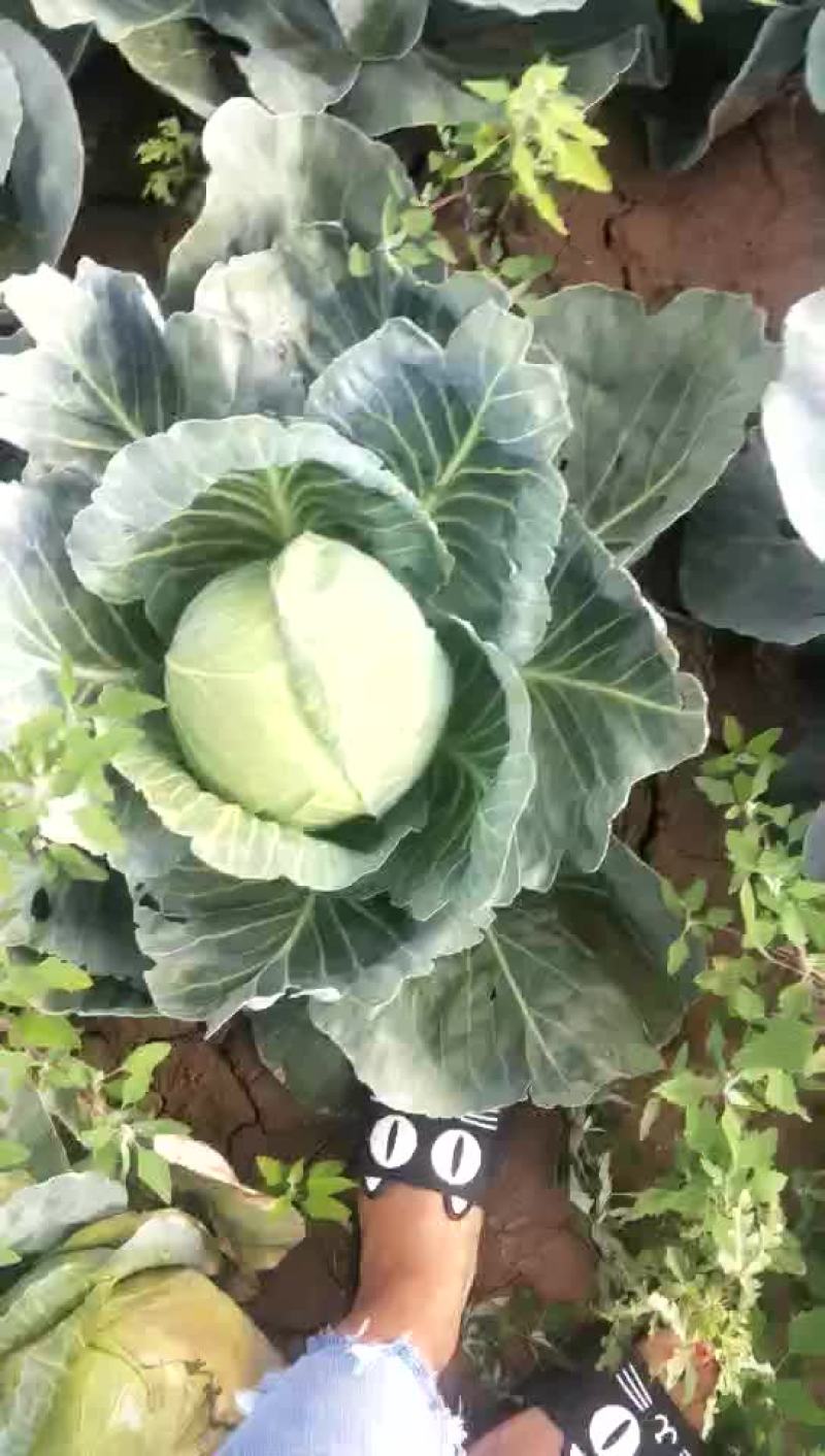 精品小铁头园菜