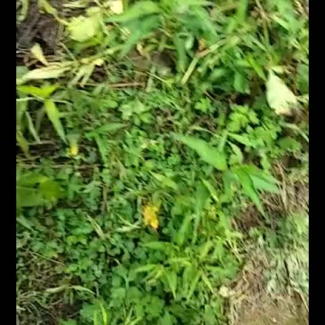 蜂蜜