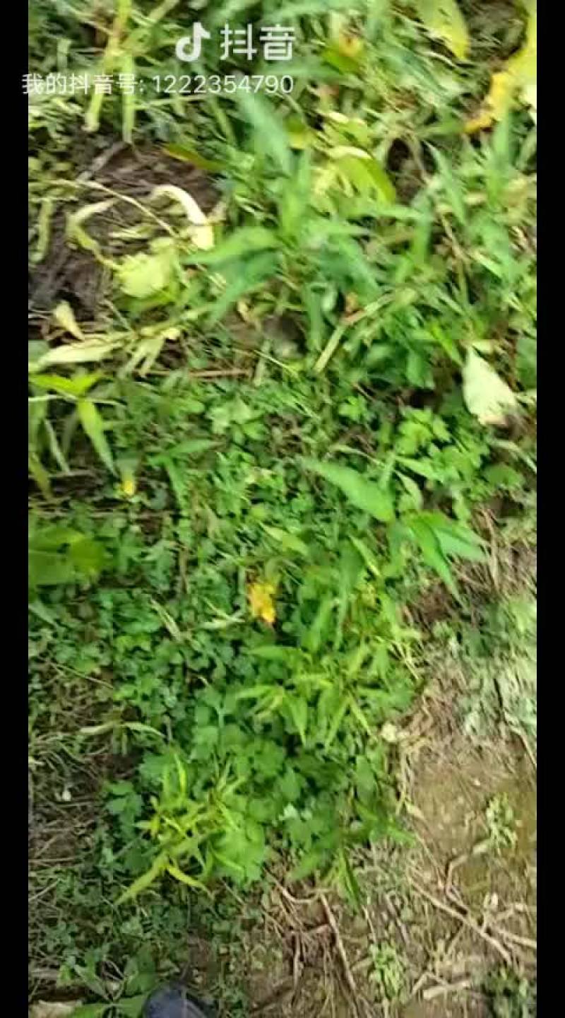 蜂蜜