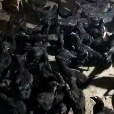 五黑鸡出售公鸡