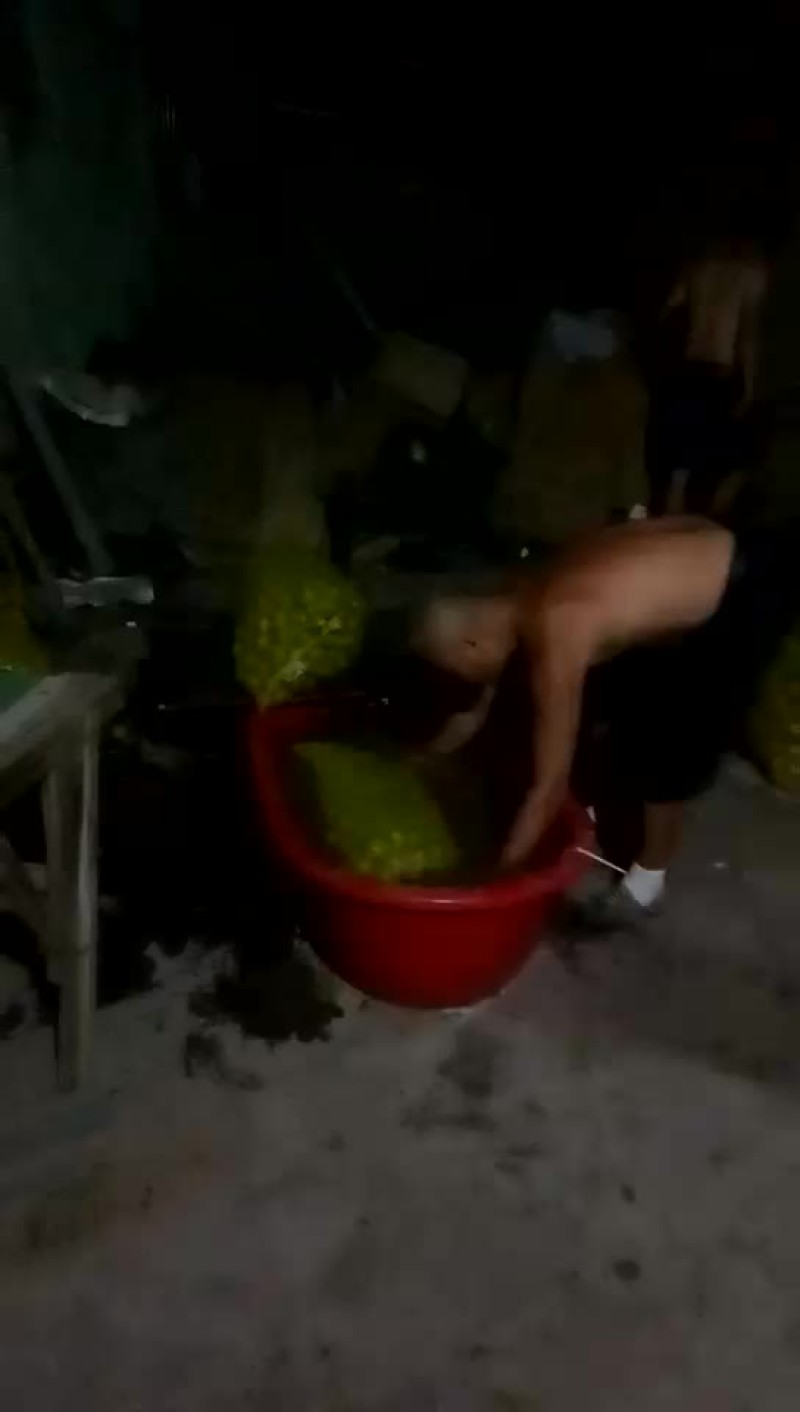 青皮核桃