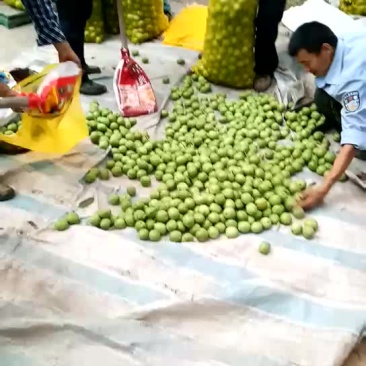 青皮核桃
