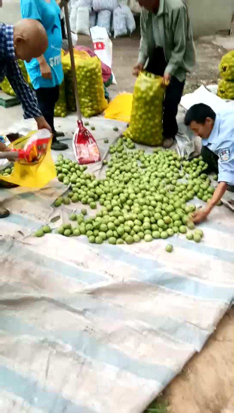 青皮核桃