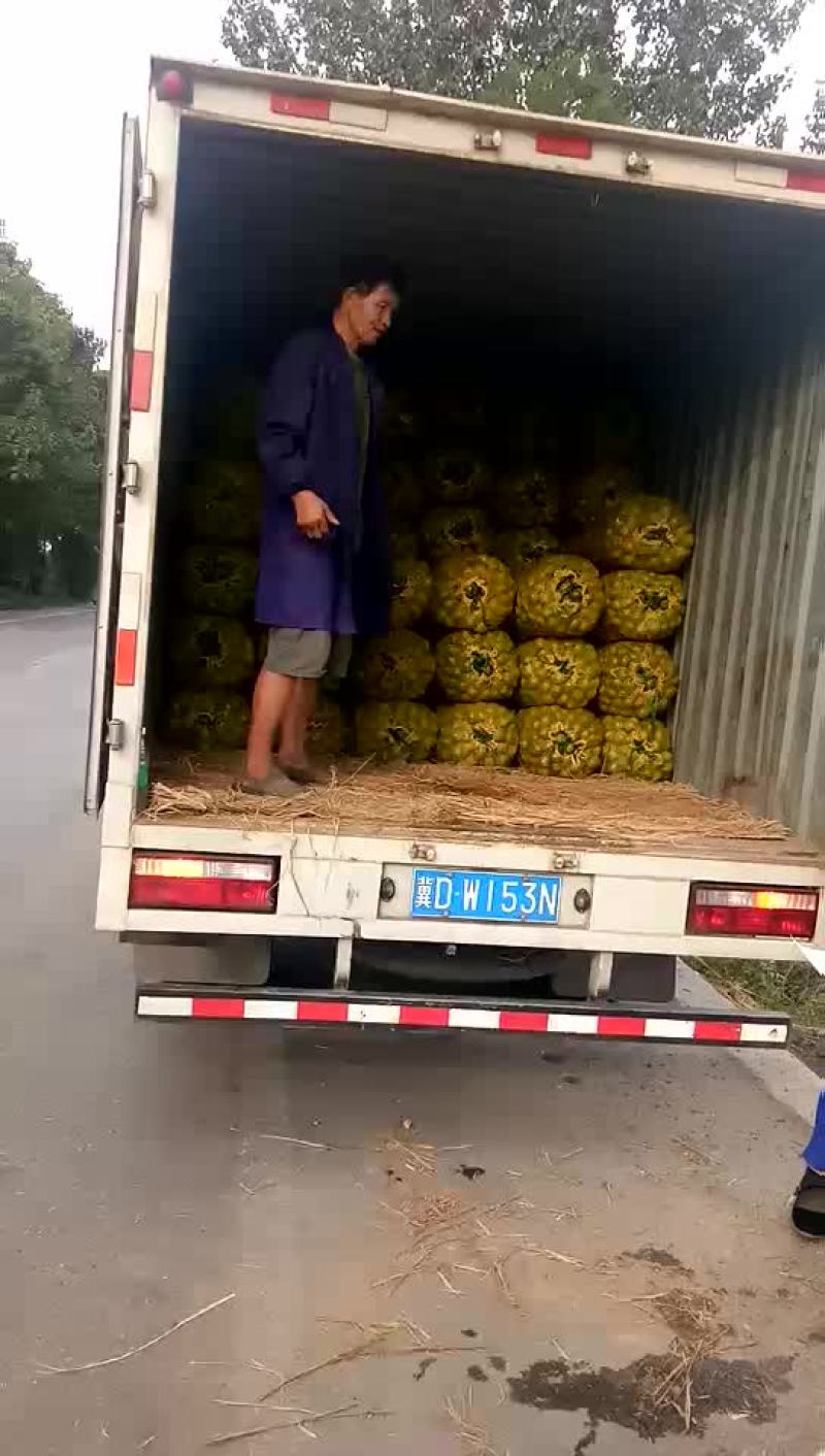 青皮核桃
