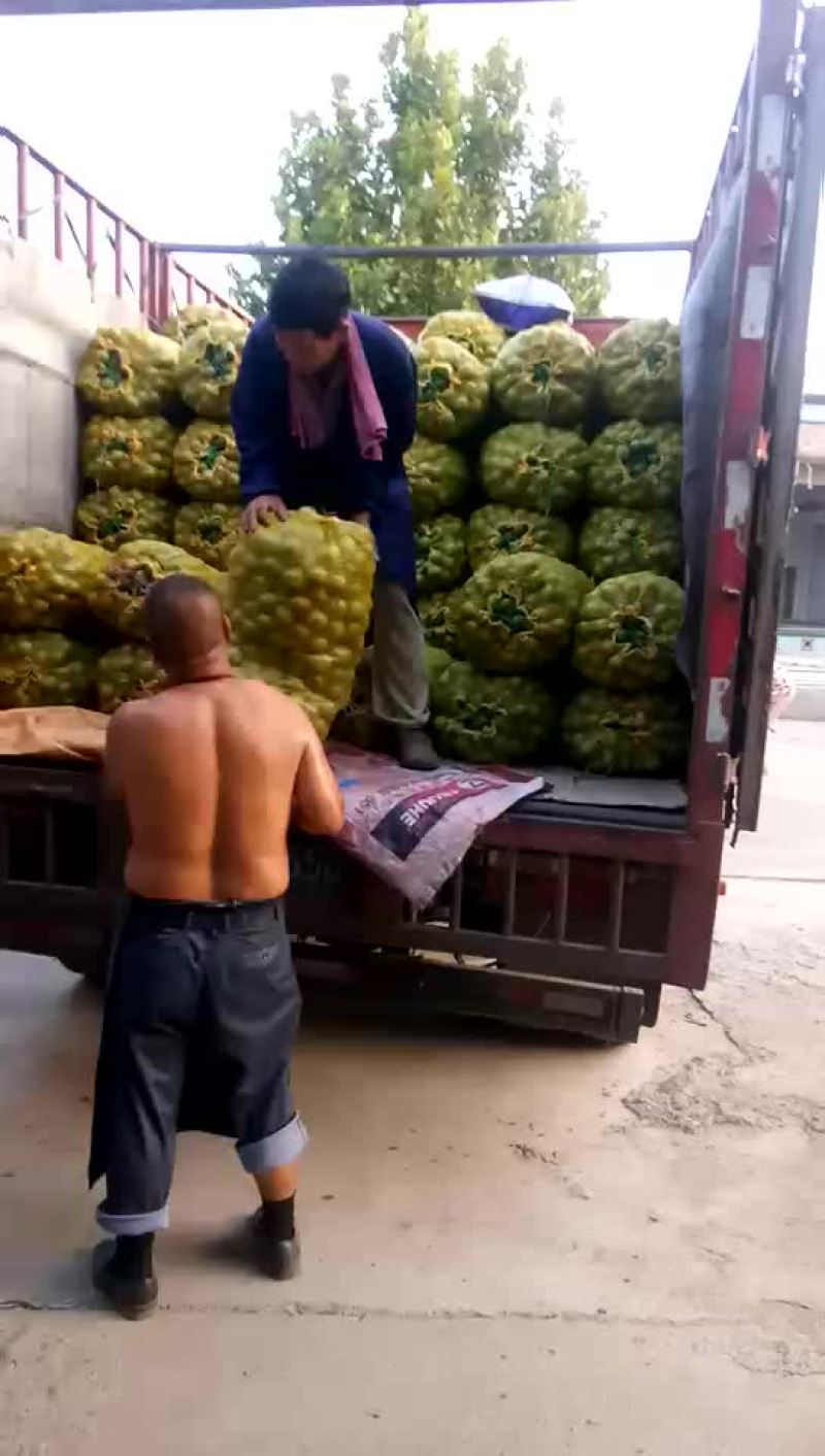 青皮核桃