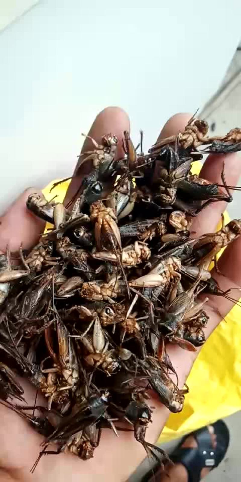 蟋蟀大量有货中药材批发。各种昆虫都有。