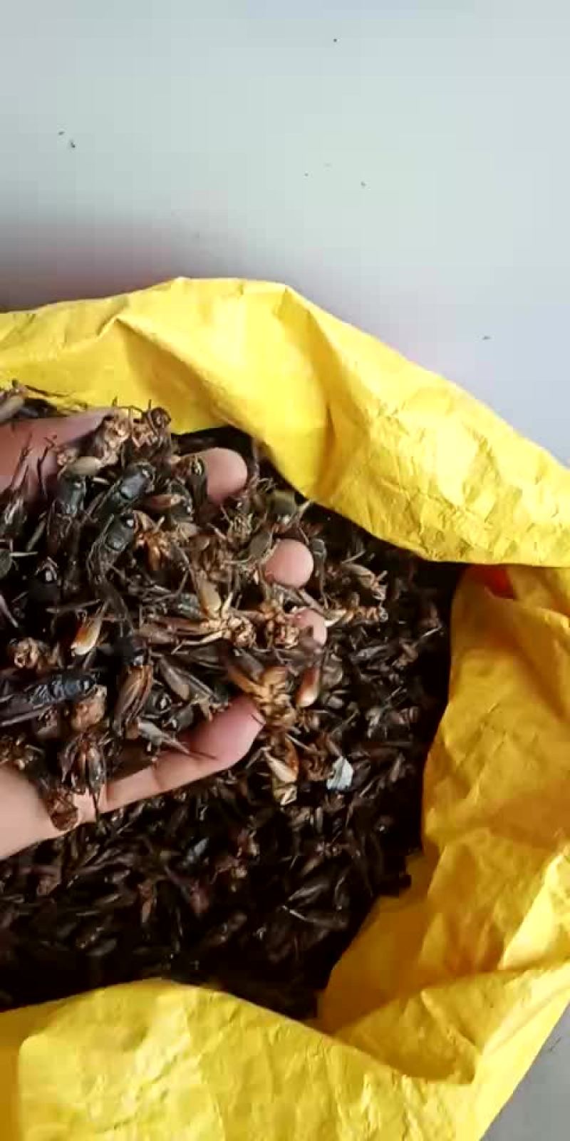蟋蟀大量有货中药材批发。各种昆虫都有。
