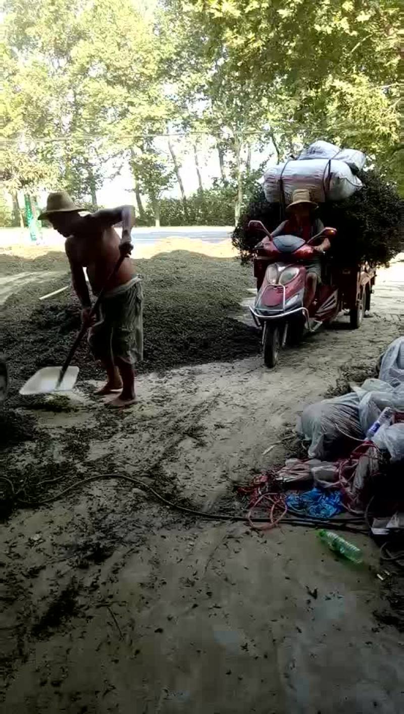 墨旱莲