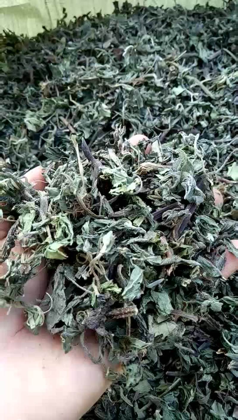 墨旱莲