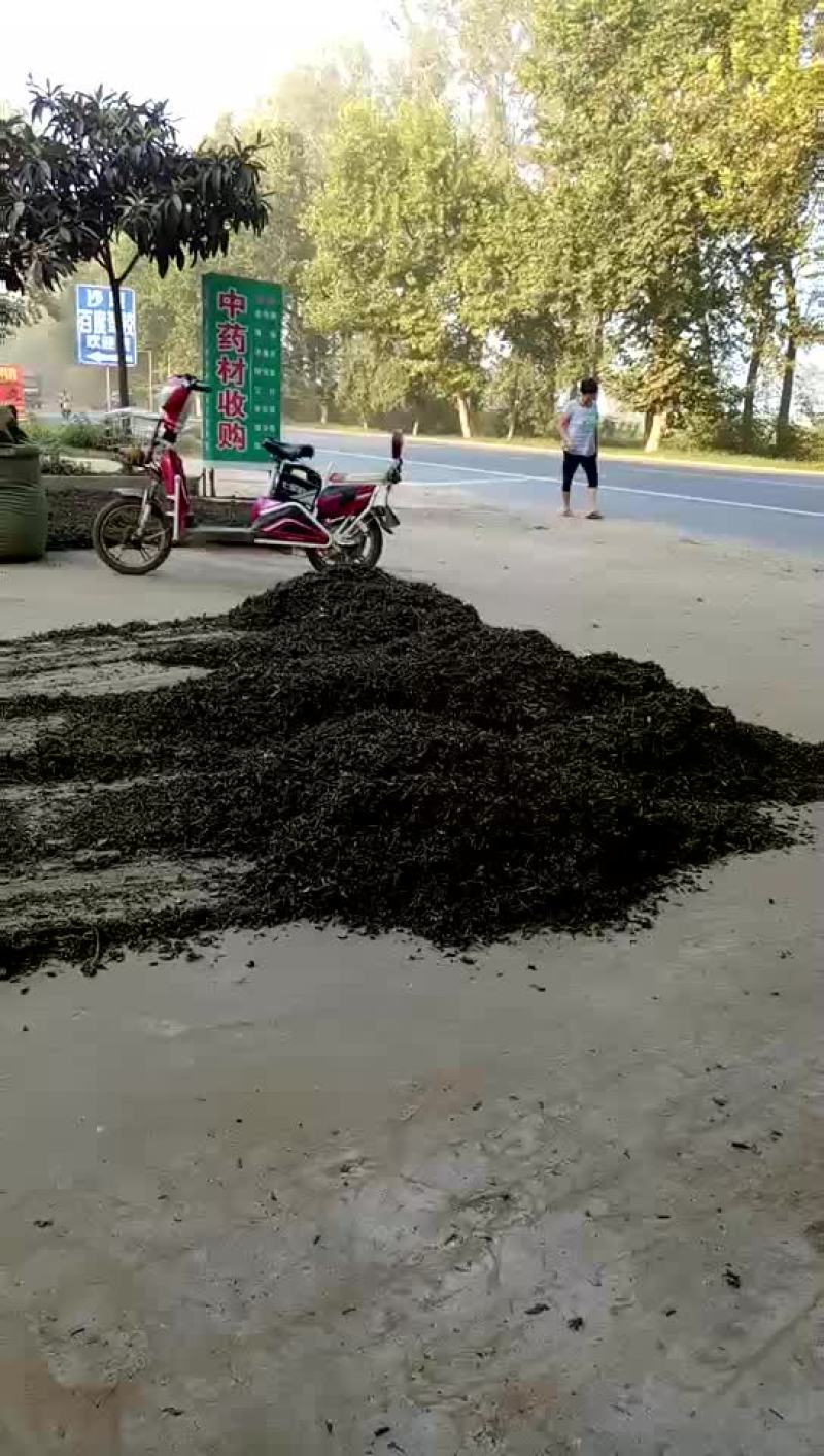 墨旱莲