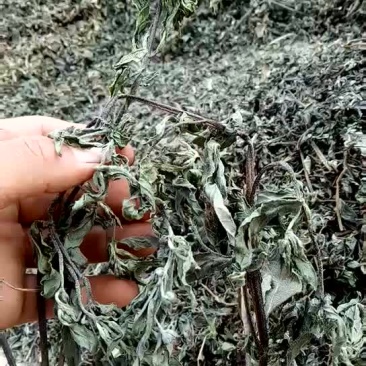 墨旱莲