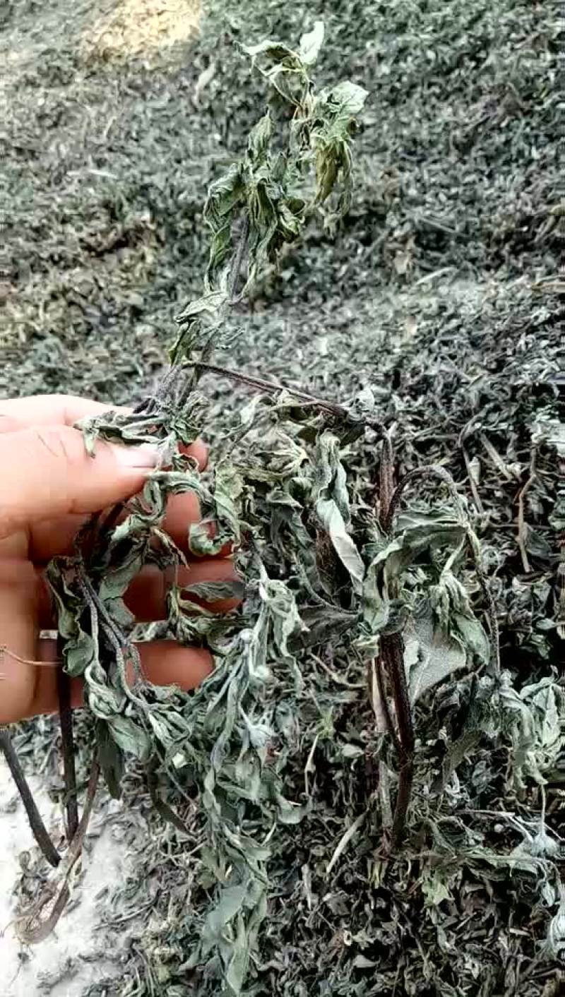 墨旱莲