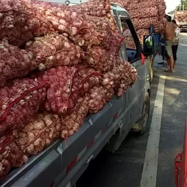 脱水蒜，蒜瓣厂料