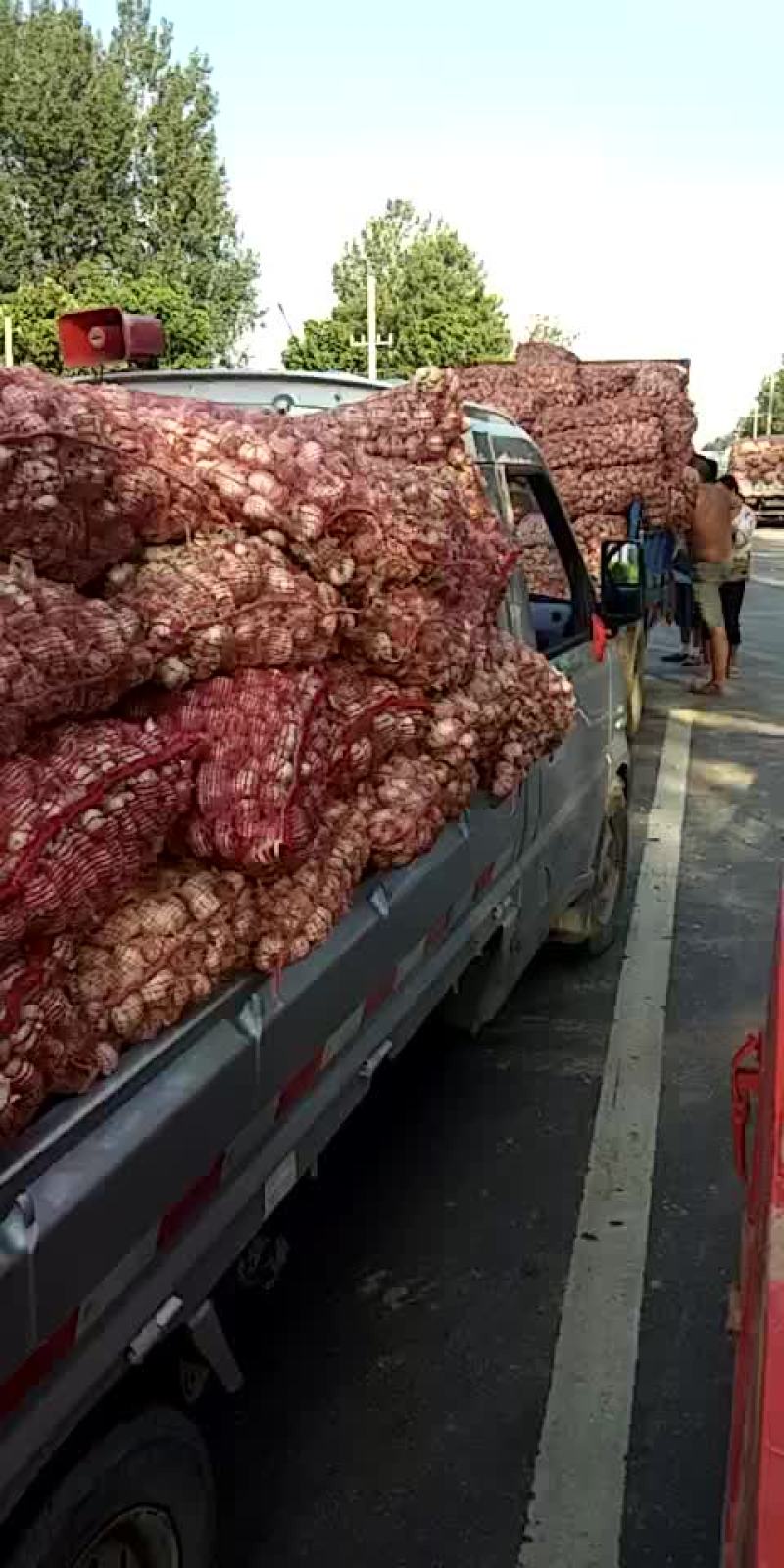 脱水蒜，蒜瓣厂料
