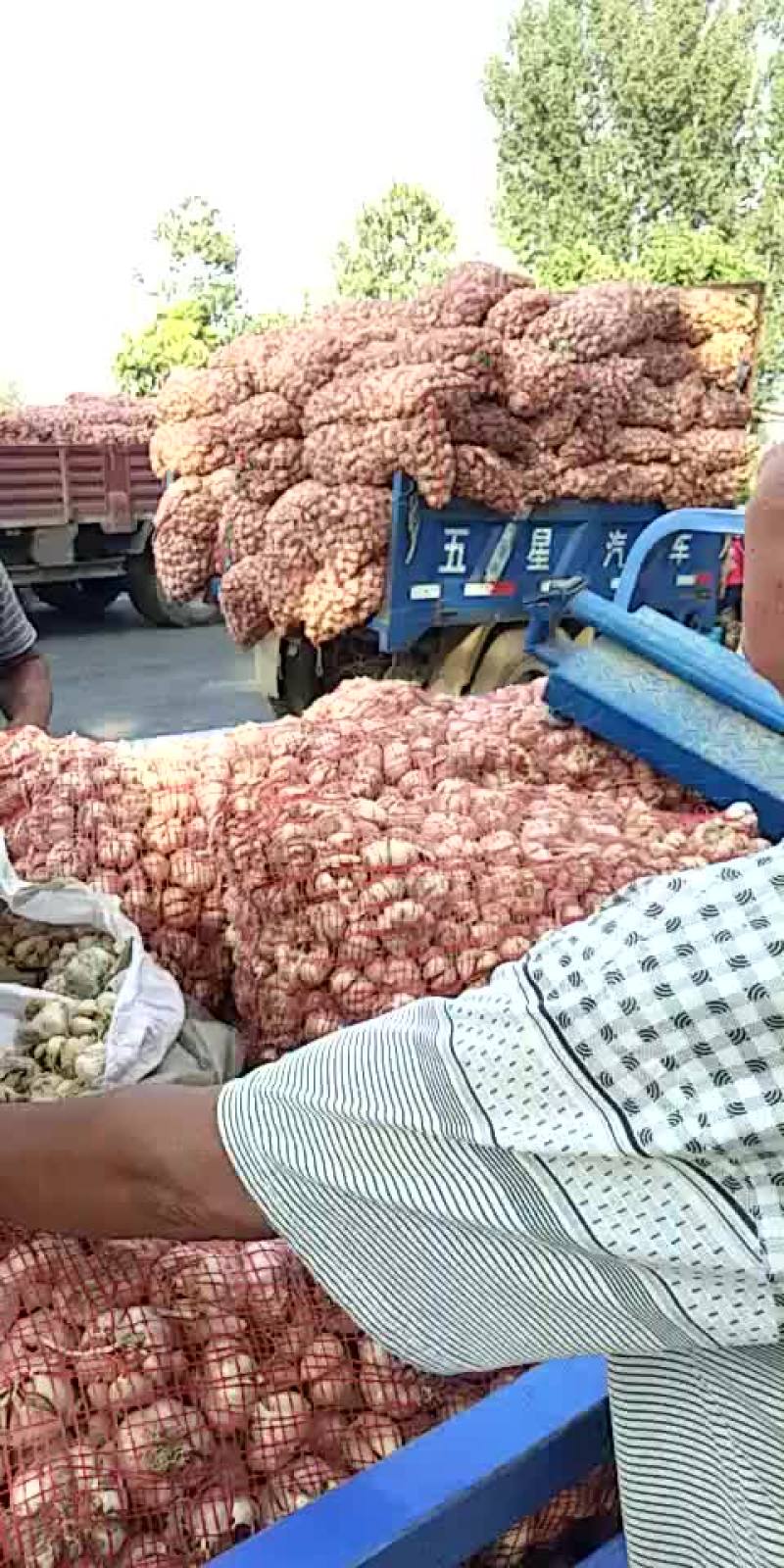 脱水蒜，蒜瓣厂料