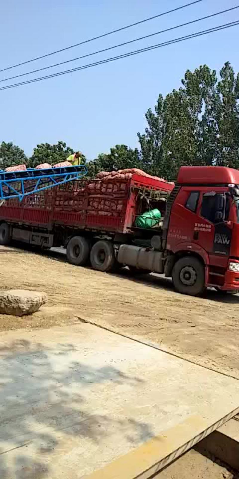 脱水蒜，蒜瓣厂料