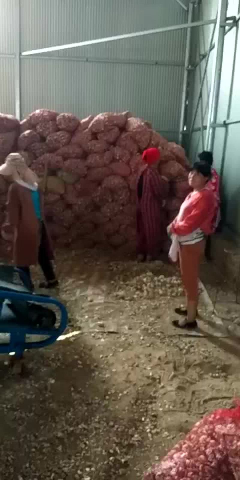 脱水蒜，蒜瓣厂料