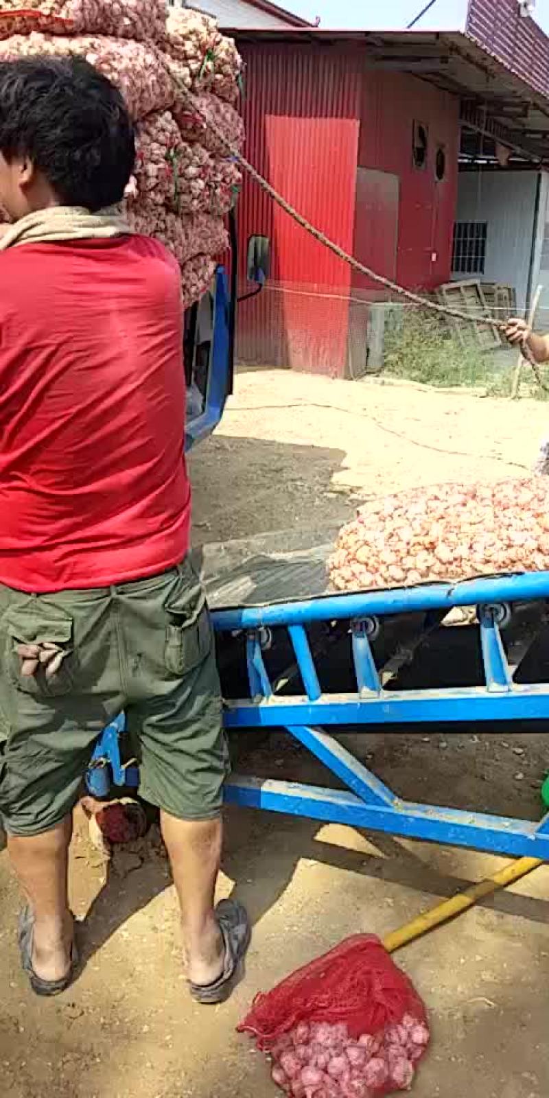 脱水蒜，蒜瓣厂料