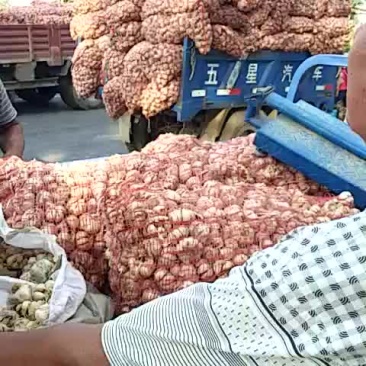 脱水蒜瓣厂料