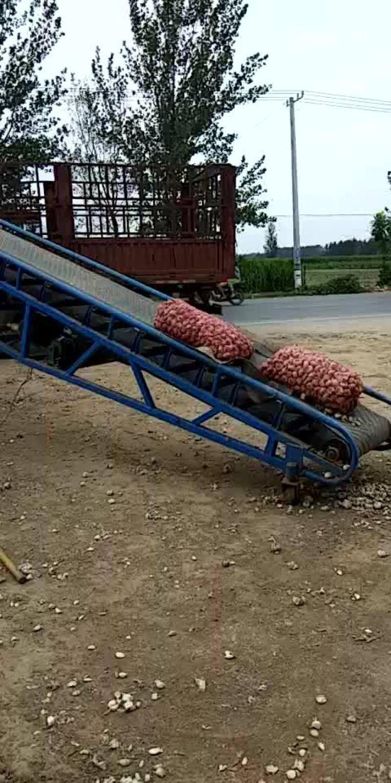 脱水蒜瓣厂料