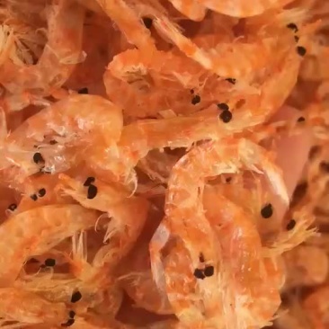 南极磷虾