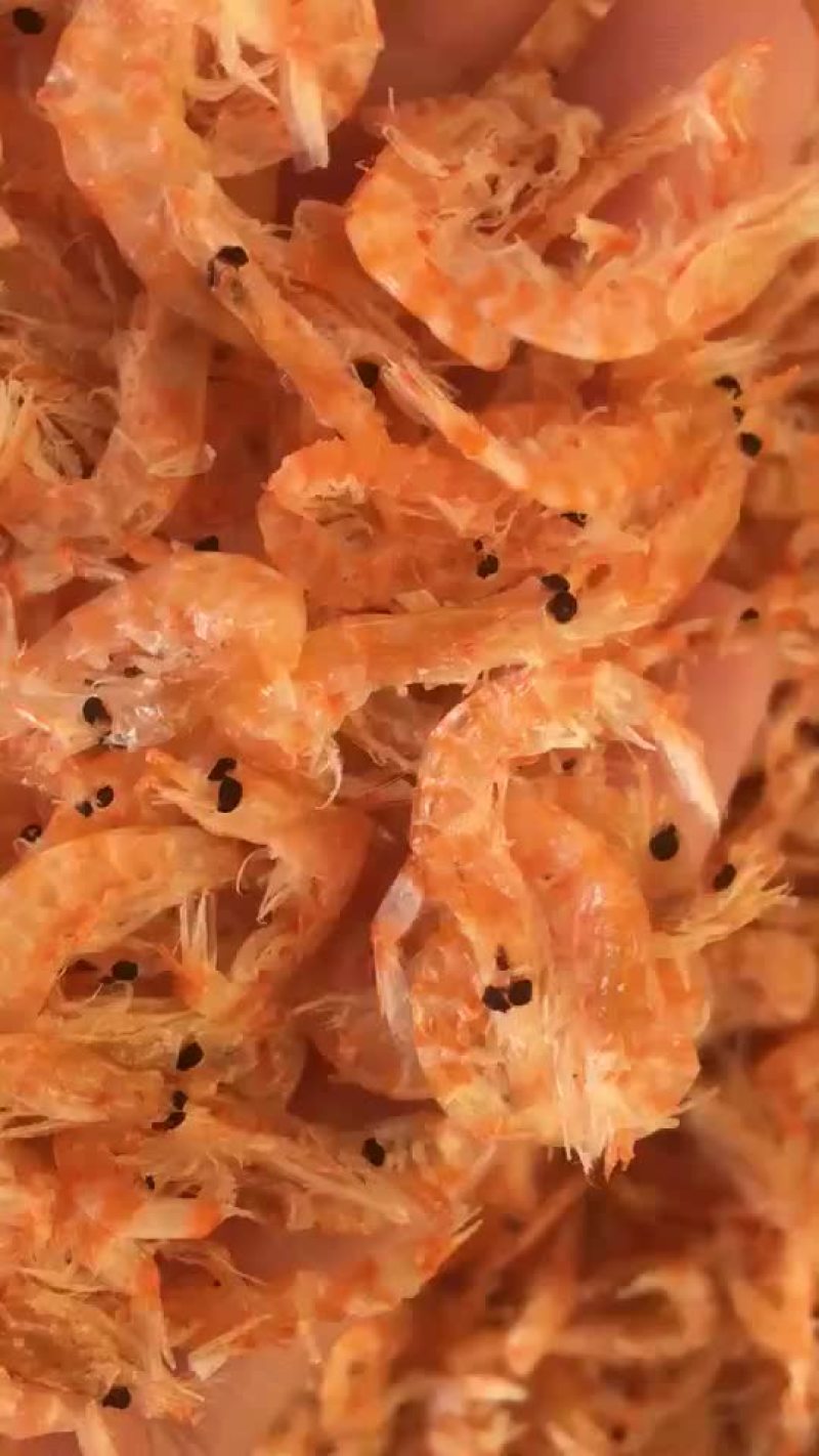 南极磷虾