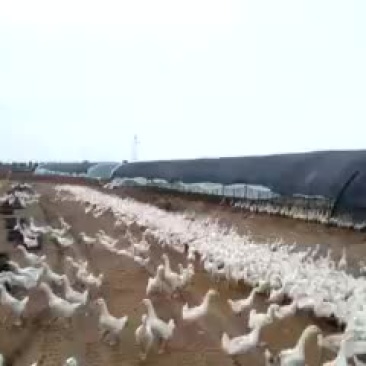 常年销售各种鹅苗，