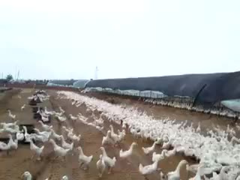 常年销售各种鹅苗，