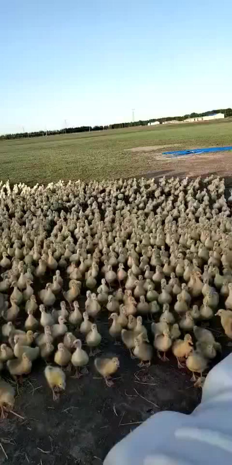 常年销售各种鹅苗，