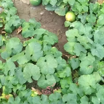 瓜蒌