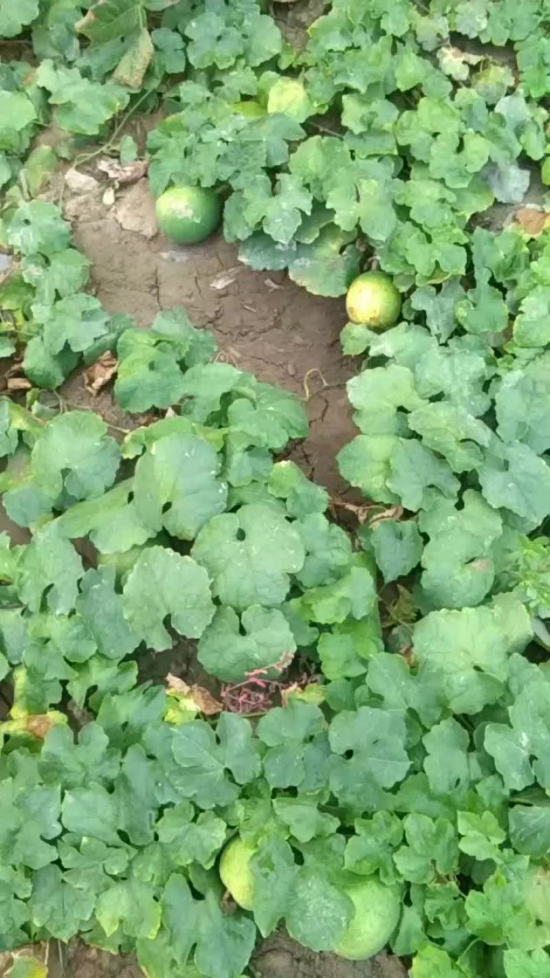 瓜蒌