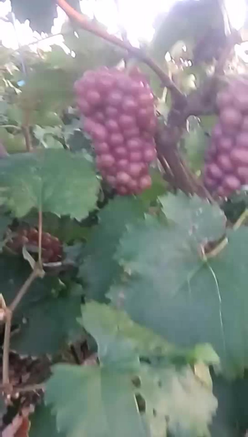 巨峰葡萄