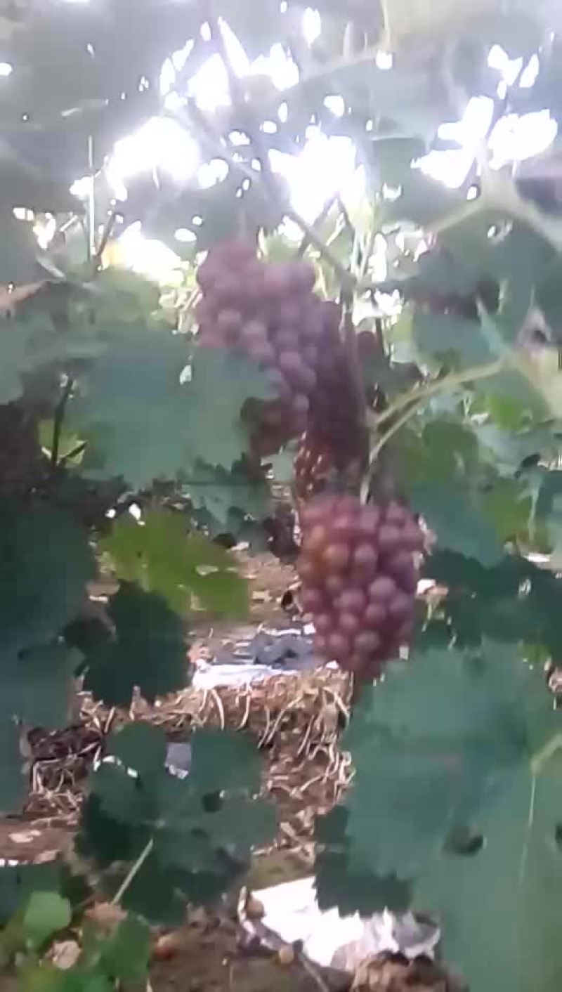 巨峰葡萄