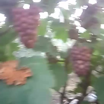 巨峰葡萄