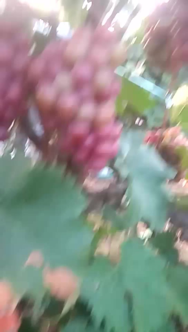 巨峰葡萄