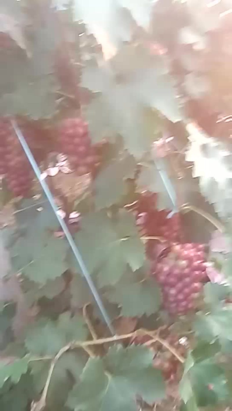 巨峰葡萄