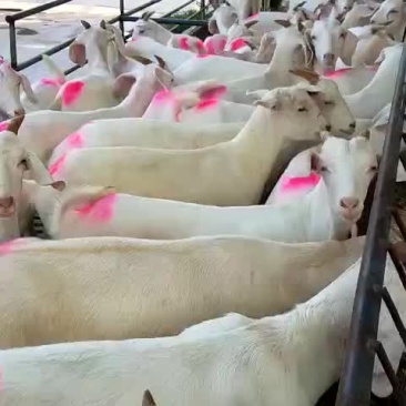 美国大白羊，繁殖率高，出肉率高，抗病能力强，适应性比较强