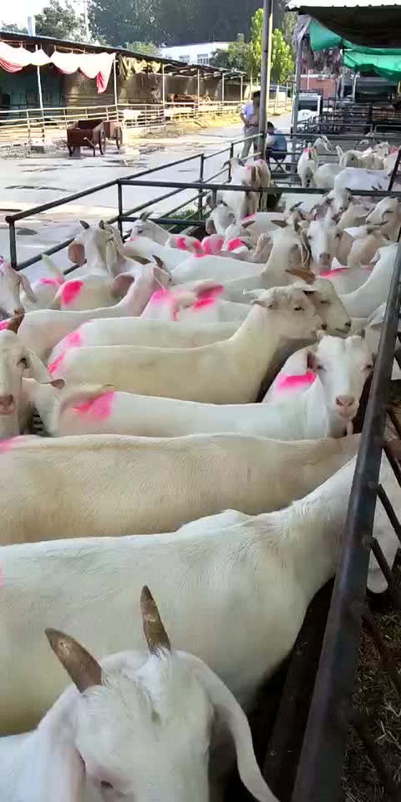 美国大白羊，繁殖率高，出肉率高，抗病能力强，适应性比较强
