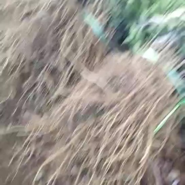山西大红袍花椒苗，河南大红袍花椒苗量大批发