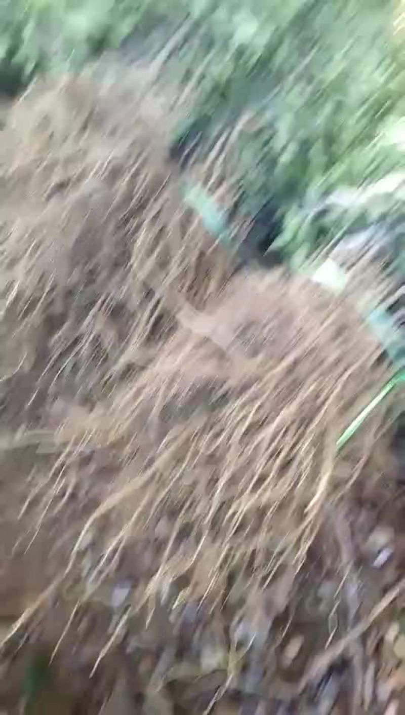 山西大红袍花椒苗，河南大红袍花椒苗量大批发