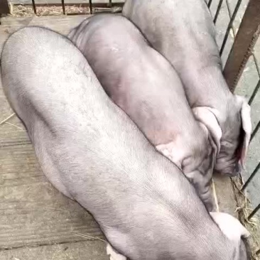 原种太湖母猪