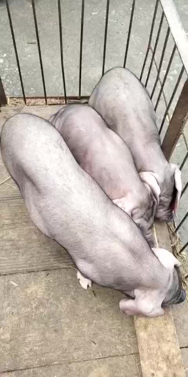 原种太湖母猪