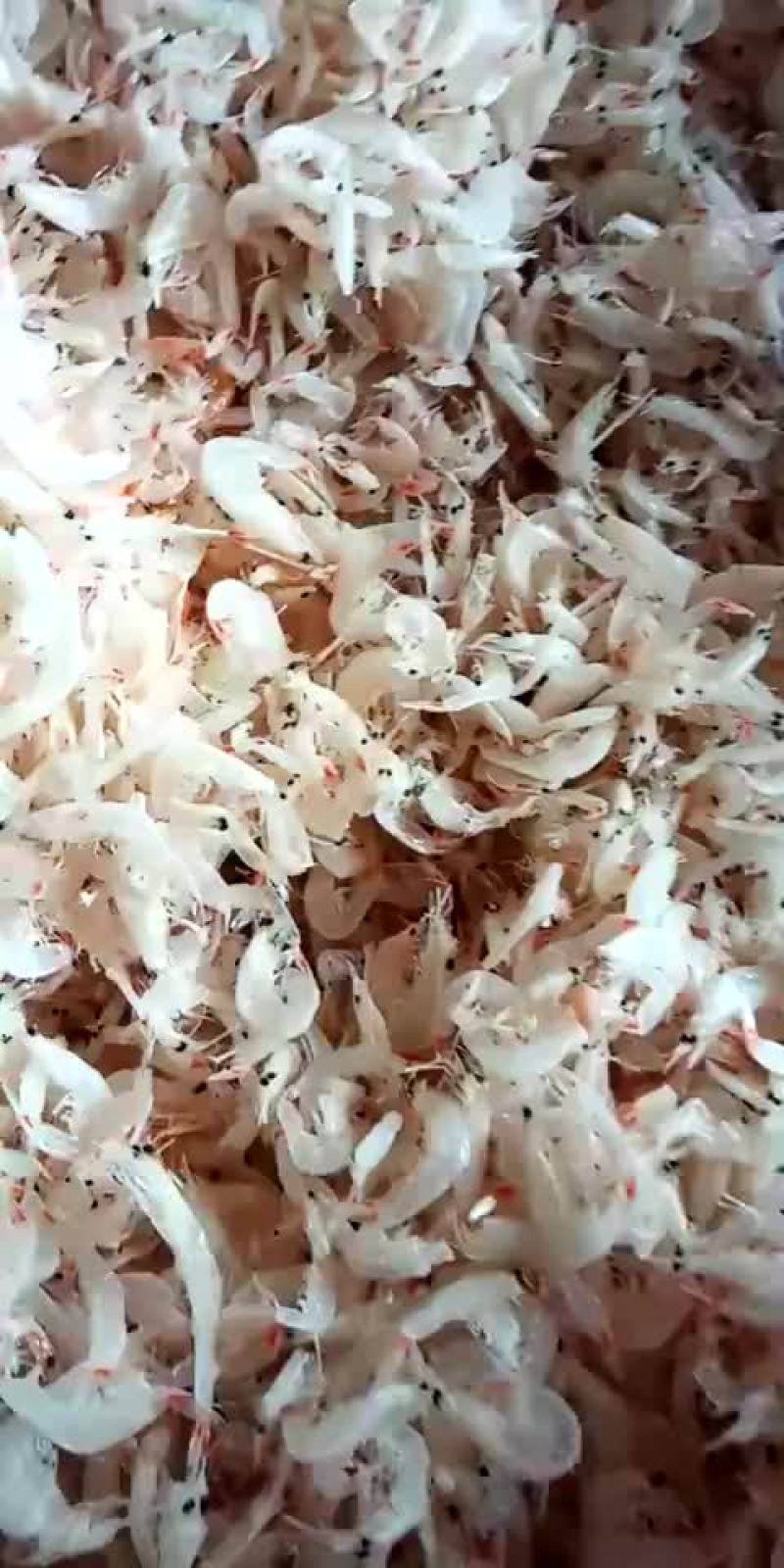 淡干无盐虾皮