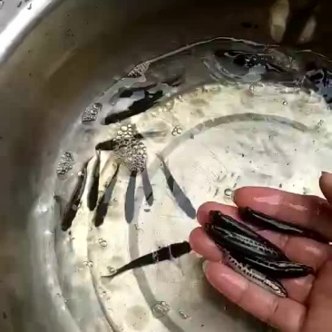 杂交生鱼苗黑鱼苗