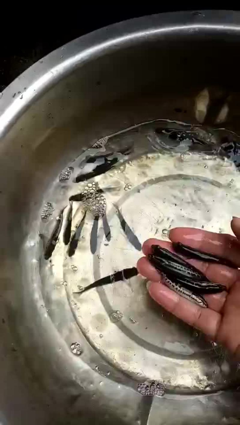杂交生鱼苗黑鱼苗