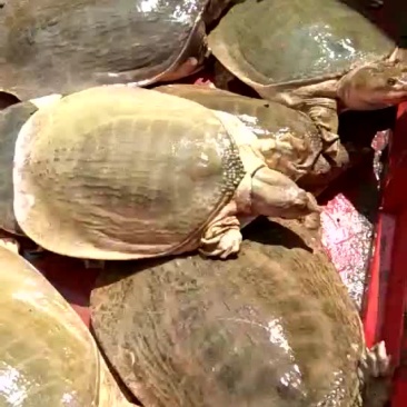 珍珠鳖
