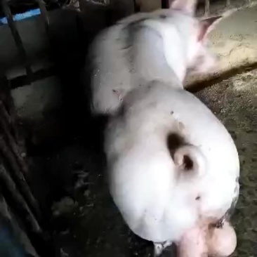 种猪