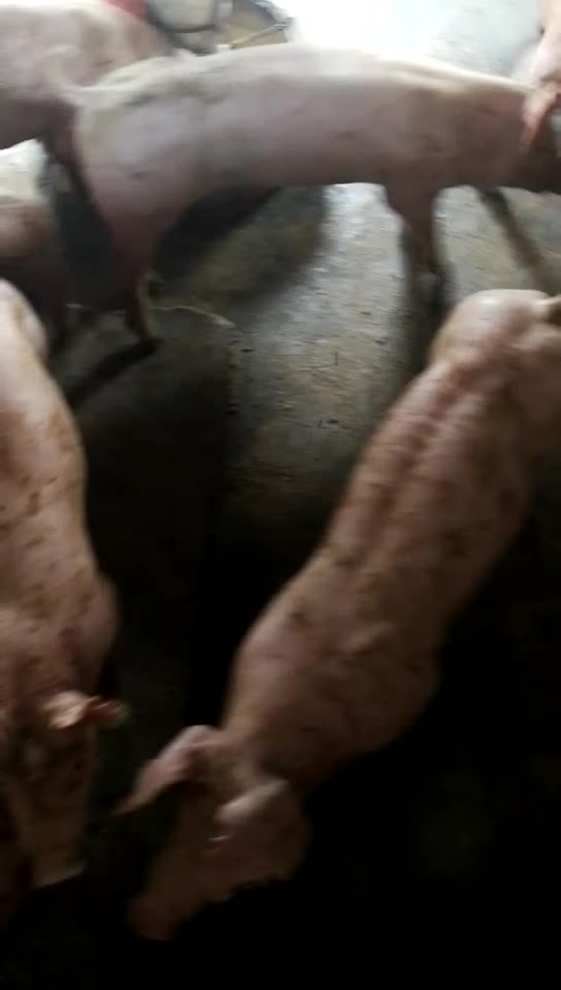 种猪